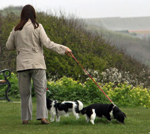 on holiday in Devon with dog