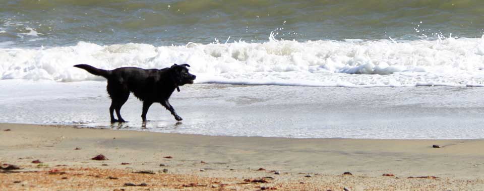 dogs welcome seaside cottages devon