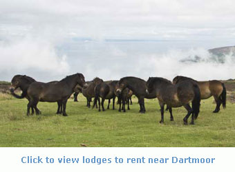 pet friendly holiday lodges to rent near Dartmoor